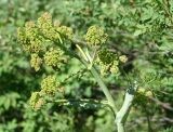 Ferula songarica