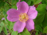 Rosa acicularis. Цветок. Ямало-Ненецкий АО, Надымский р-н, г. Надым, заболоченное редколесье вдоль строящейся дороги в г. Салехард. 10 июля 2013 г.