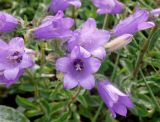 Campanula komarovii