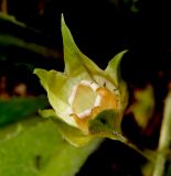 Primula vulgaris