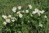 Anemonastrum protractum