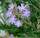 Lactuca sibirica