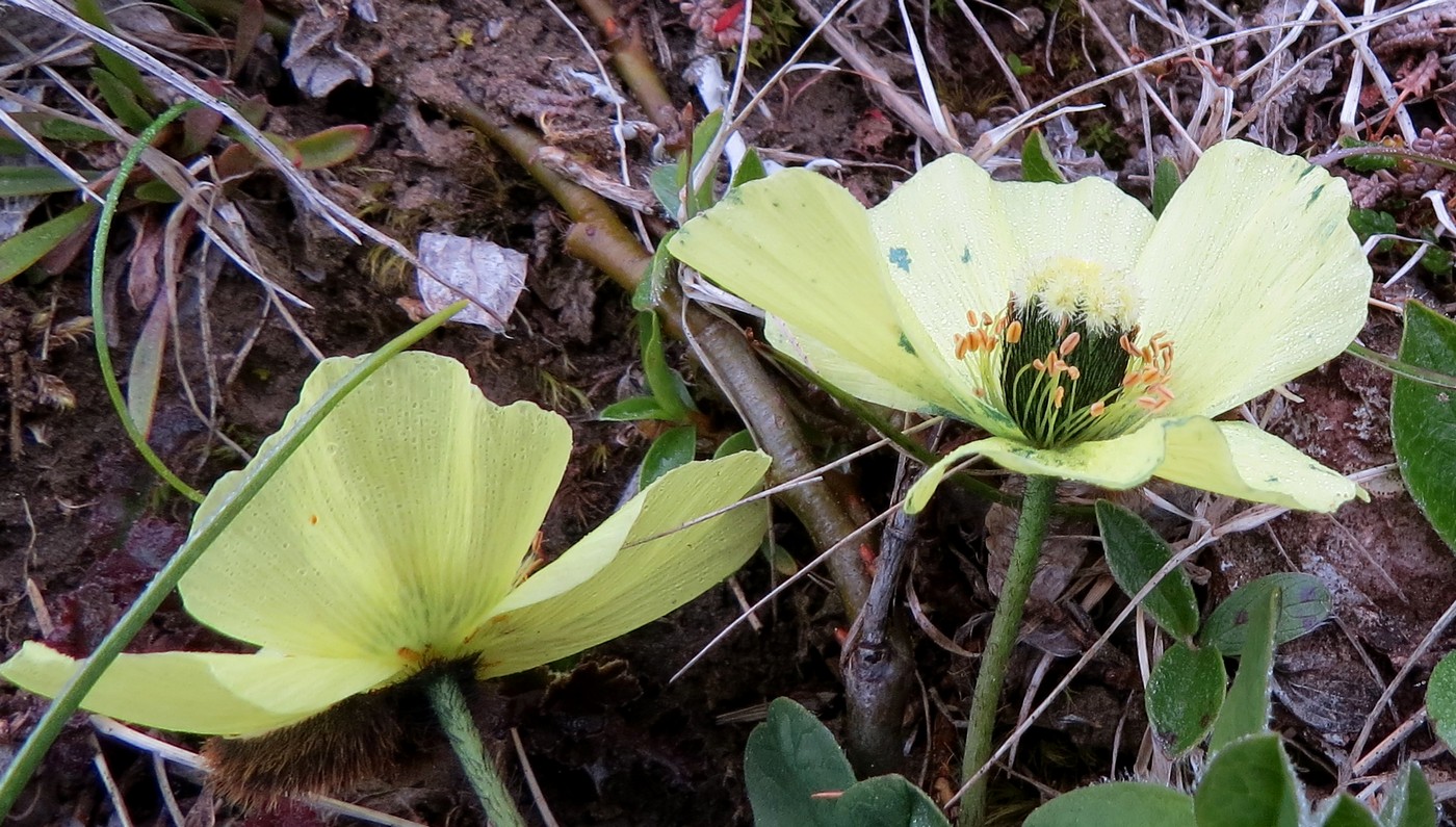 Изображение особи Papaver schamurinii.