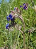 Anchusa officinalis. Часть соцветия. Украина, Тернопольская обл., Кременецкий р-н, г. Почаев, окраина города. 02.06.2015.