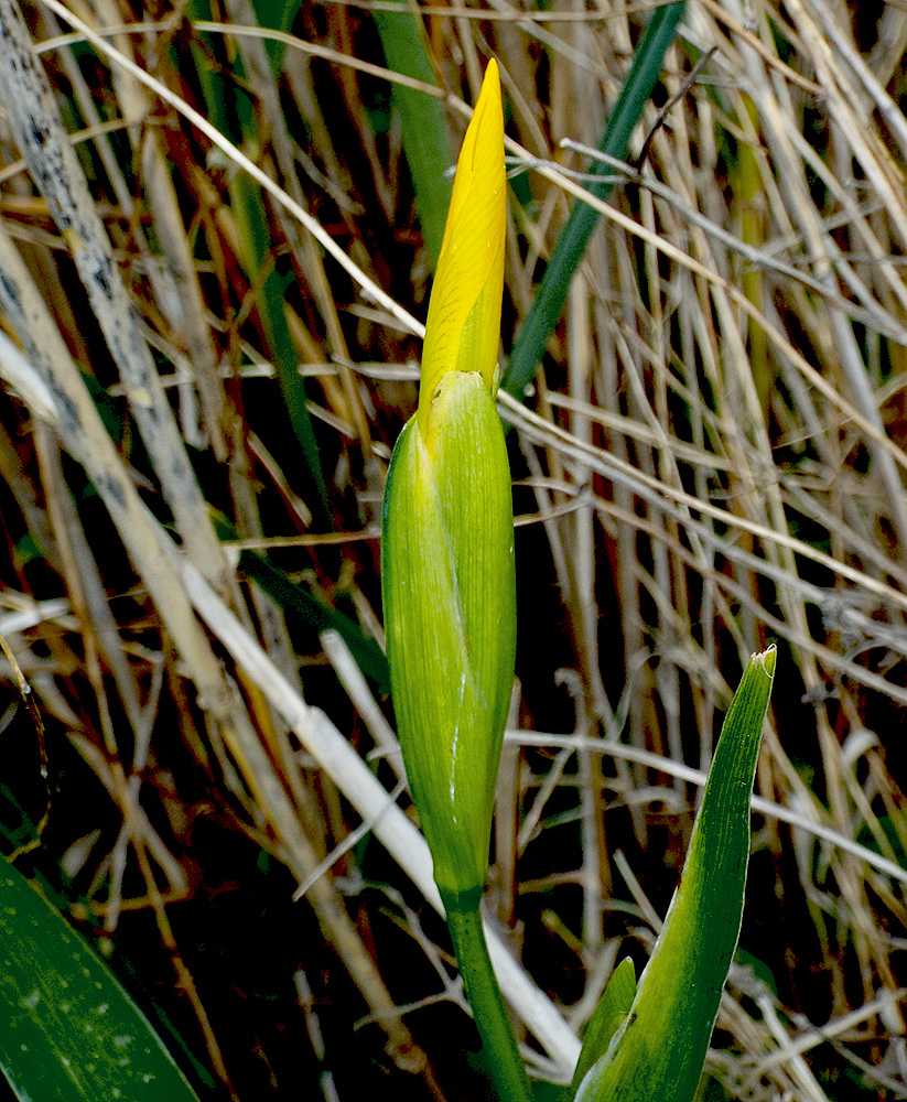 Изображение особи Iris pseudacorus.