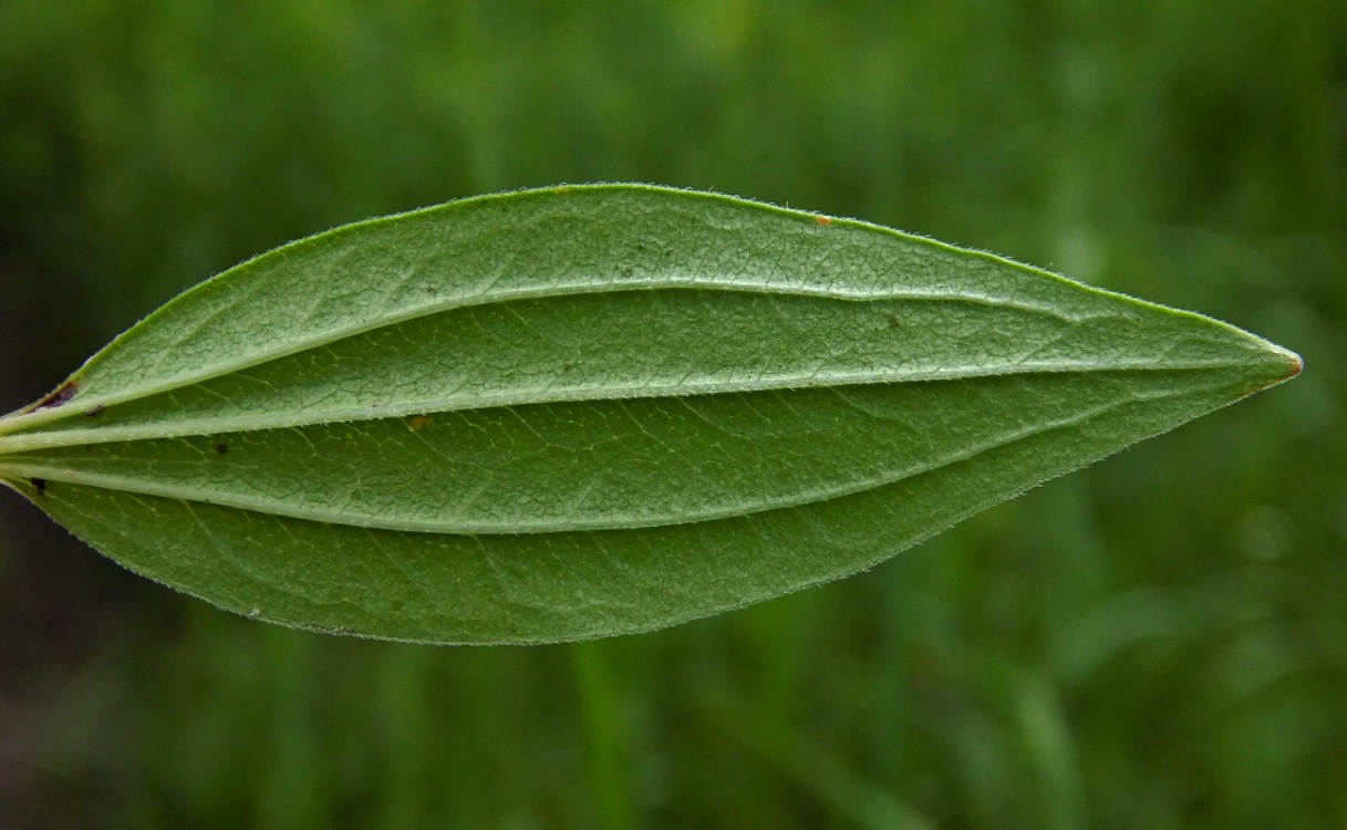 Изображение особи Galium rubioides.