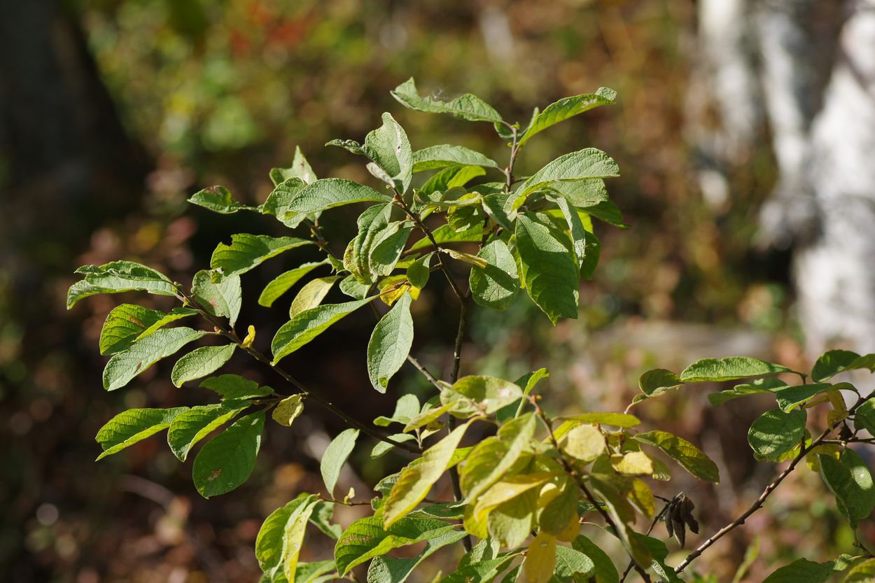 Image of Salix aurita specimen.