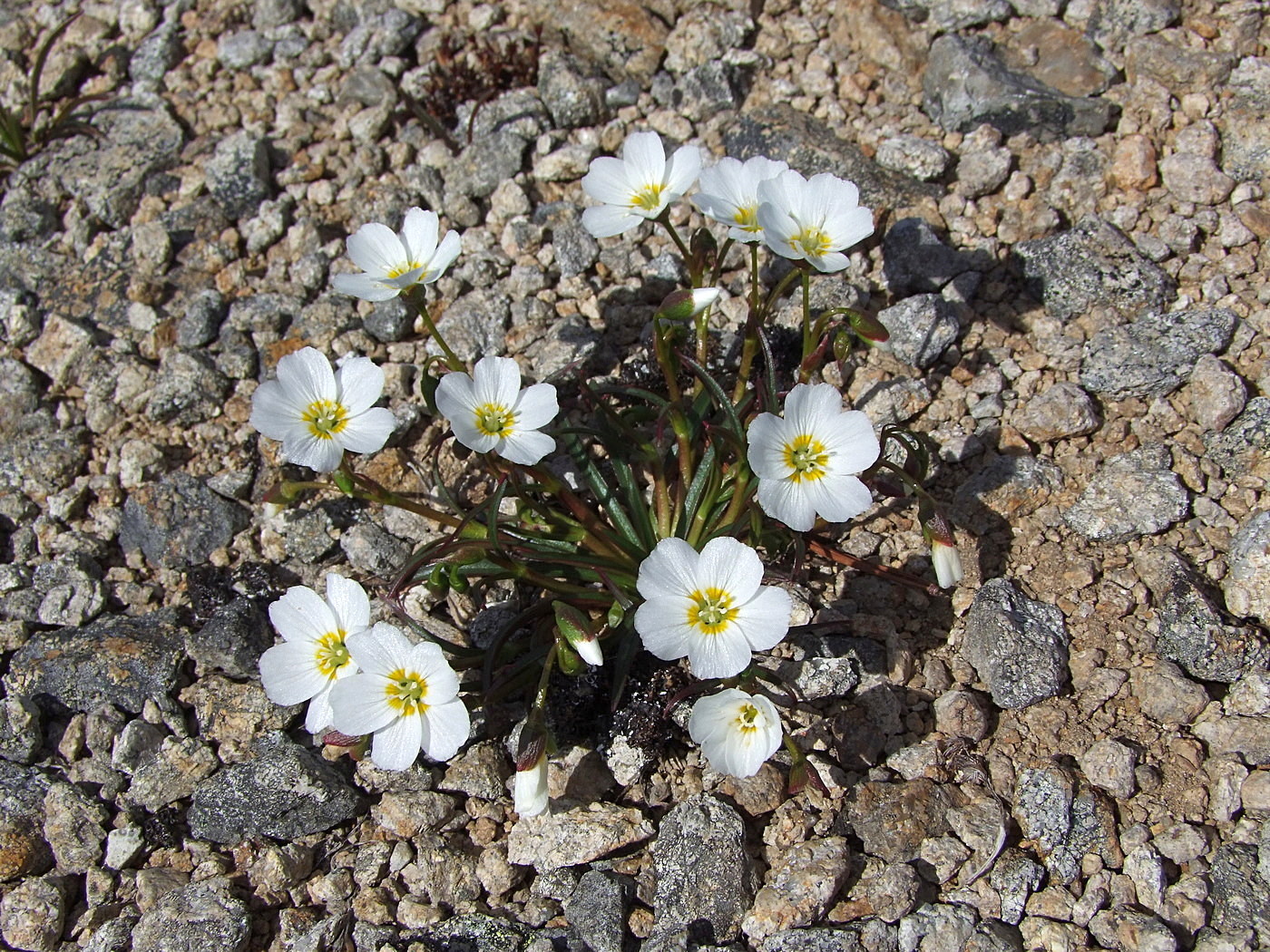 Изображение особи Claytonia soczaviana.