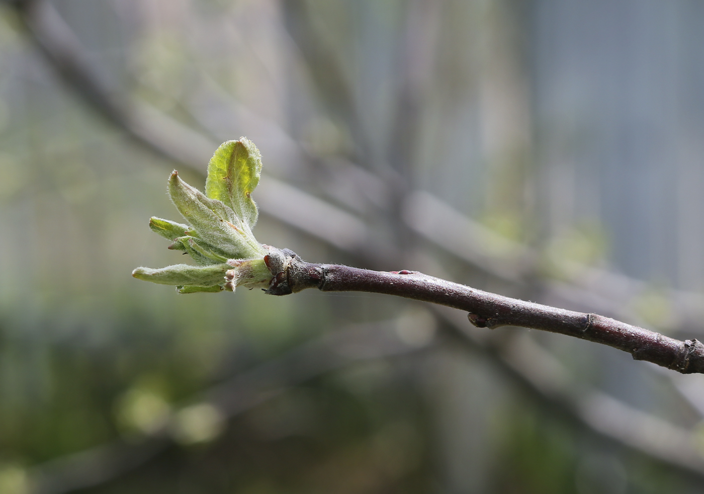 Изображение особи Malus domestica.