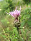 Centaurea biebersteinii. Соцветие с клопом-травником. Кабардино-Балкария, Эльбрусский р-н, окр. с. Бедык, ок. 1000-1200 м н.у.м., луговина. 08.08.2018.