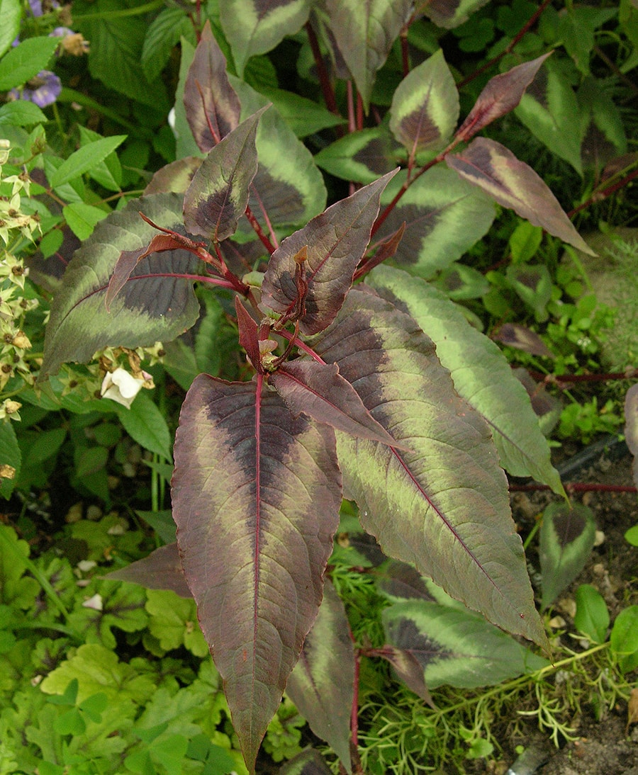 Изображение особи Persicaria microcephala.