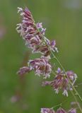 Dactylis glomerata