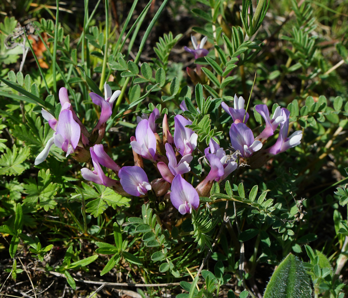 Изображение особи Astragalus megalanthus.