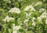 Sorbus torminalis. Ветви с соцветиями. Краснодарский край, Черноморское побережье Кавказа, окр. г. Новороссийск, Маркотхский хребет, окр. м. Шесхарис, можжевеловое редколесье 29 апреля 2017 г.