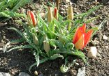 Tulipa vvedenskyi