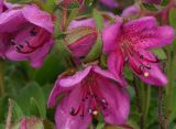 Rhododendron camtschaticum. Цветки и бутон. Санкт-Петербург, парк Ботанического сада БИН РАН, в культуре. 30.05.2010.