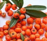 Pyracantha coccinea