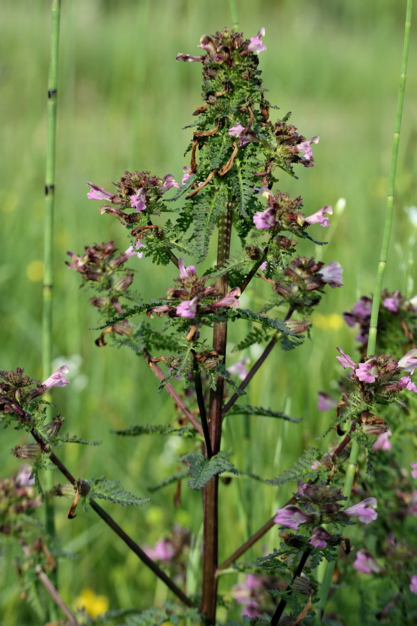 Изображение особи Pedicularis palustris.