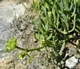 Crithmum maritimum