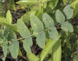 Astragalus glycyphyllos. Лист, повреждённый насекомыми. Москва, БС МГУ, экспозиция степных растений. 01.09.2021.