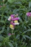 Antirrhinum majus