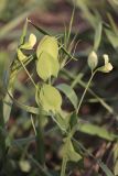 Lathyrus aphaca