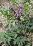 Corydalis paeoniifolia