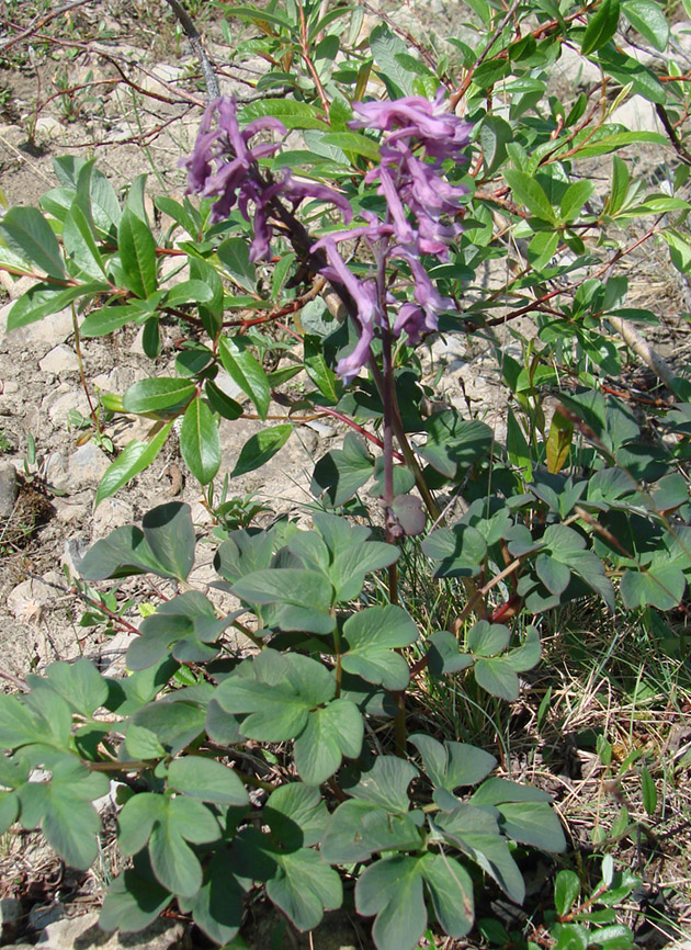 Изображение особи Corydalis paeoniifolia.