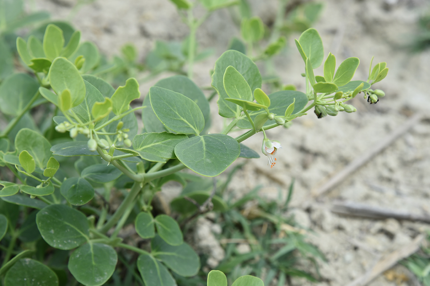 Изображение особи Zygophyllum oxianum.