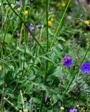 Cephalaria gigantea. Часть побега (слева видны цветки Geranium). Дагестан, Гунибский р-н, окр. с. Гамсутль, ≈ 1400 м н.у.м., луговой склон. 29.07.2022.