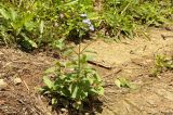 Ageratum houstonianum