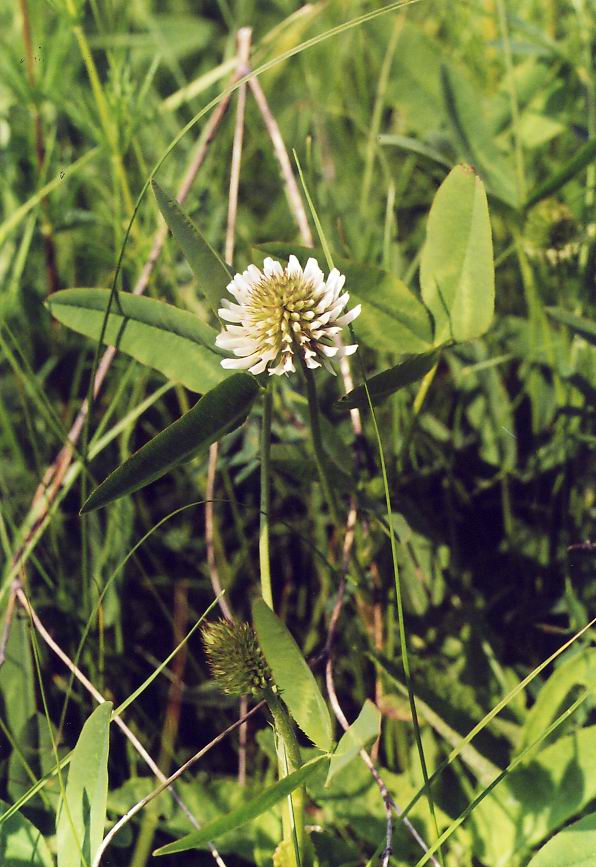 Image of Trifolium montanum specimen.