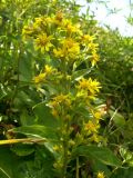 Solidago armena