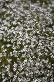 Acanthophyllum gypsophiloides. Цветки. Южный Казахстан, Верхний Боролдай, ущ. Карасай, восточный гребень. 30.06.2011.