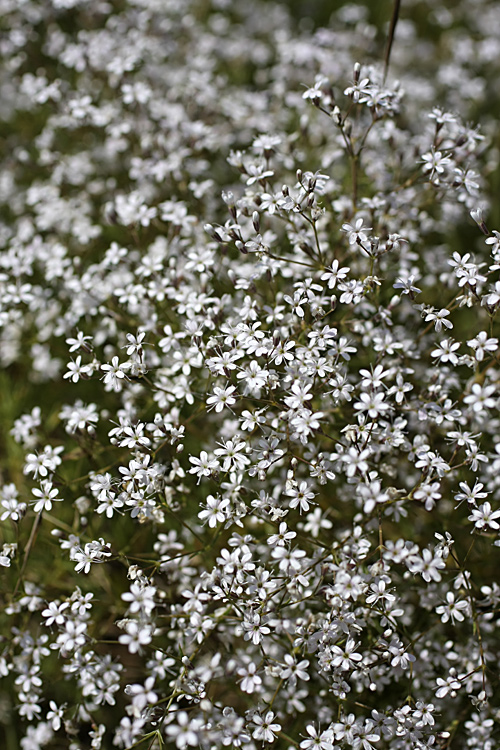 Изображение особи Acanthophyllum gypsophiloides.