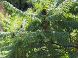 Rhus typhina f. dissecta