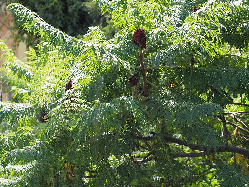 Изображение особи Rhus typhina f. dissecta.