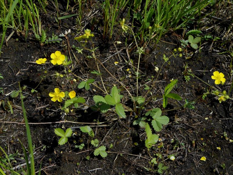 Image of Potentilla freyniana specimen.