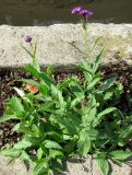 Verbena rigida