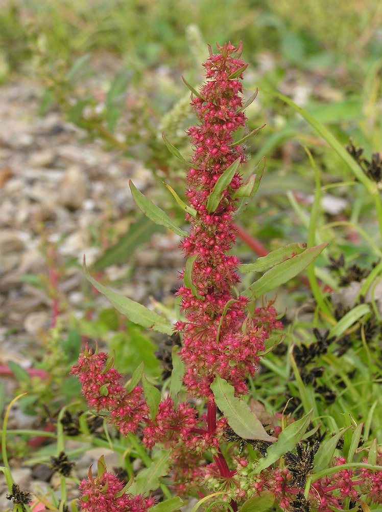 Изображение особи Rumex ucranicus.