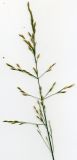 Poa nemoralis