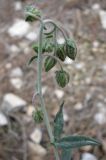 Helianthemum vesicarium. Верхушка побега с бутонами. Израиль, Северный Негев, лес Лаав. 08.02.2013.