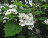 Crataegus sanguinea