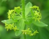 Cruciata laevipes