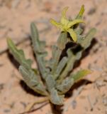 Matthiola longipetala ssp. livida