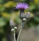 Cirsium incanum