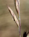 Festuca arenaria