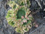 Orostachys spinosa