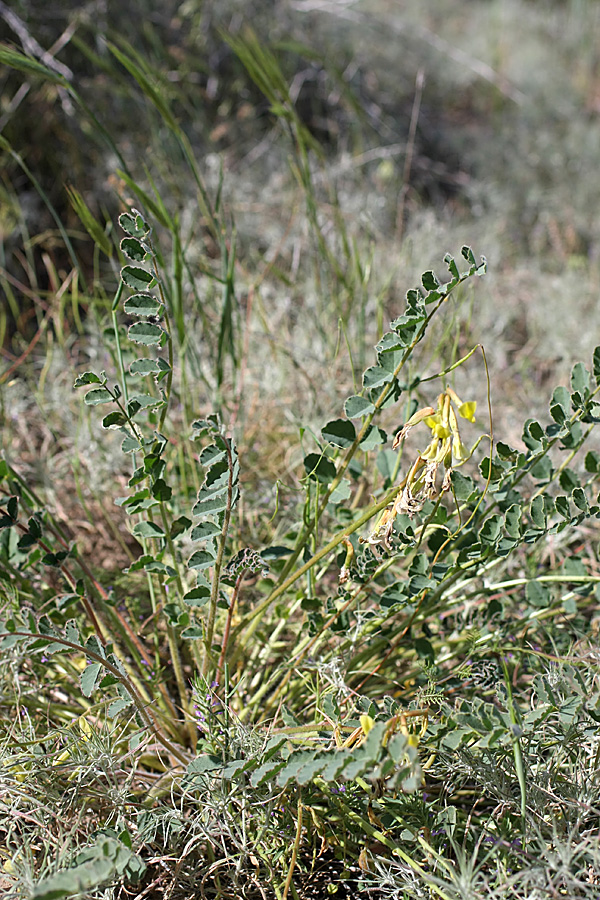Image of Astragalus flexus specimen.