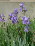 Iris pallida